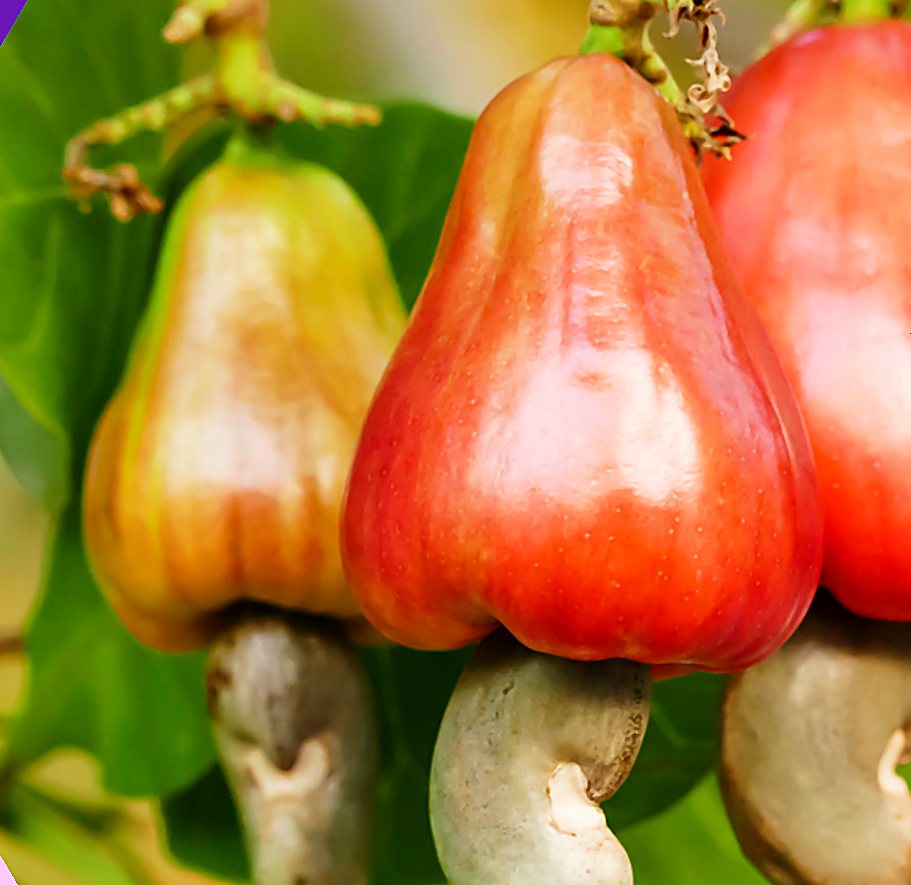 Cashew apples growing on the tree