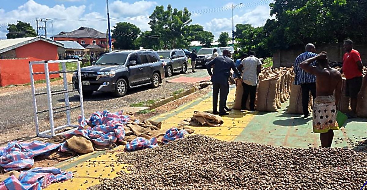 Raw cashew nuts drying in the yard