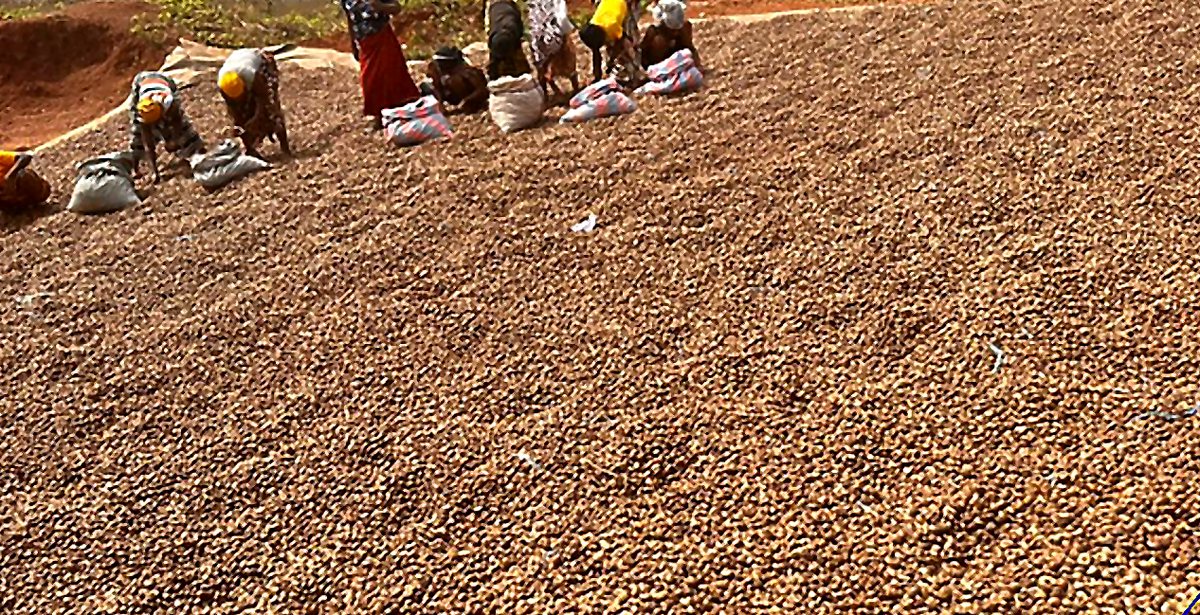 Workers sorting raw cashew nuts drying in the open