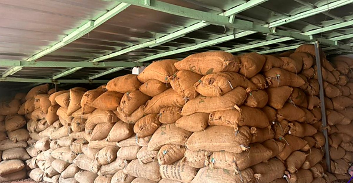 Bags of raw cashew nuts stacked in the warehouse