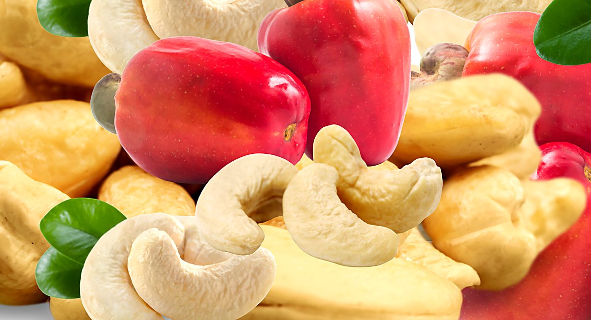 Cashew nuts and ripe cashew apples